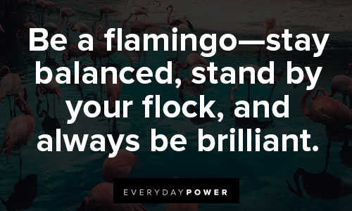 flamingo quotes about brilliant