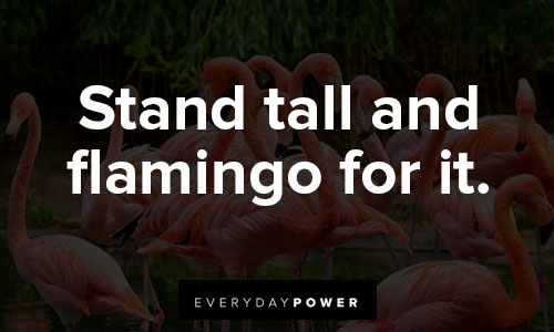 flamingo quotes on stand tall and flamingo for it