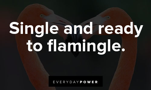 flamingo quotes on single and ready to flamingle