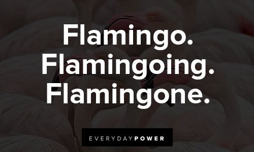 flamingo quotes about flamingo