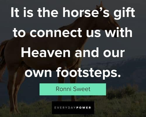 horse quotes about their beauty