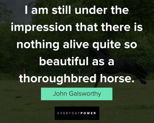 meaningful horse quotes 