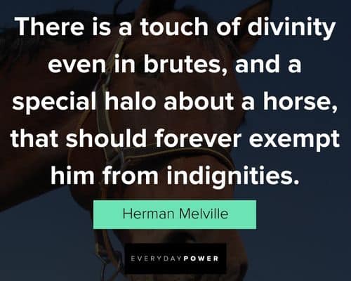 other horse quotes
