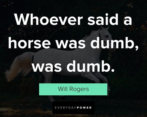 horse quotes whoever said a horse was dumb, was dumb