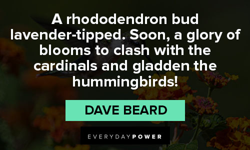 hummingbird quotes From Dave Beard