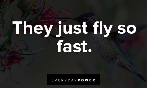 anonymous hummingbird quotes