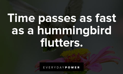 hummingbird quotes about flutters