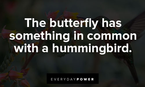hummingbird quotes about butterfly 
