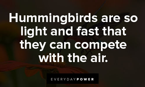 hummingbird quotes about air