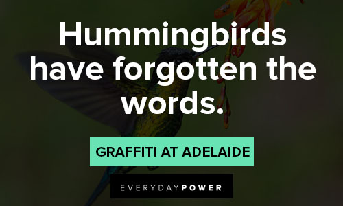 hummingbird quotes on hummingbirds have forgotten the words