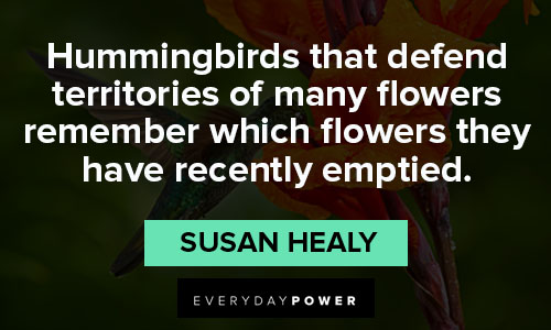 hummingbird quotes about life and nature