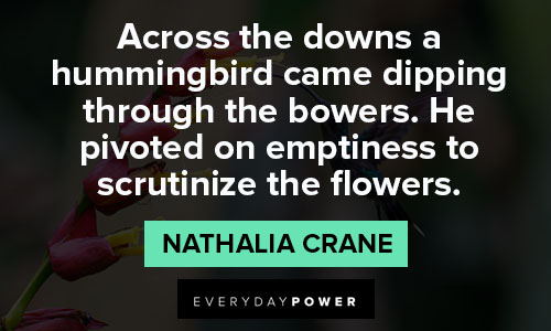 hummingbird quotes on he pivoted on emptiness to scrutinize the flowers