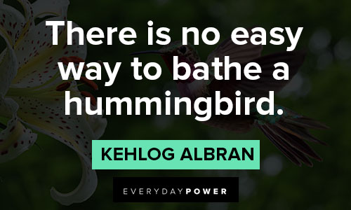 hummingbird quotes on there is no easy way to bathe a hummingbird