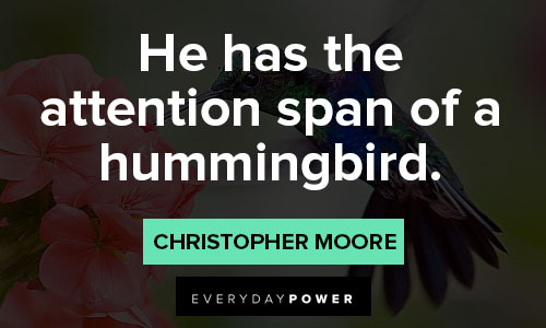 hummingbird quotes on he has the attention span of a hummingbird