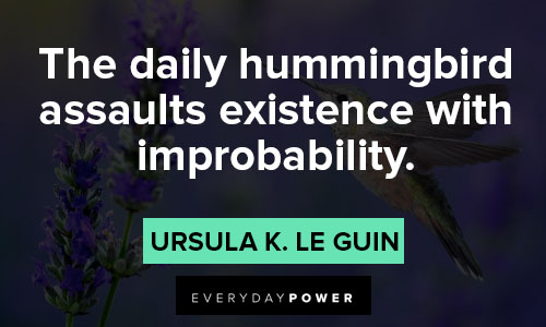 hummingbird quotes about the daily hummingbird assaults existence with improbability