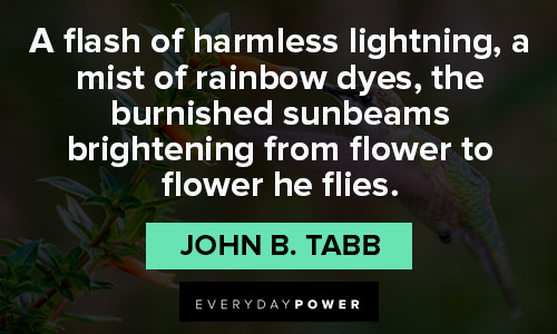 hummingbird quotes about rainbow