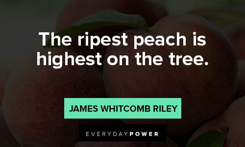 peach quotes about tree