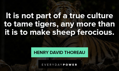 tiger quotes about culture