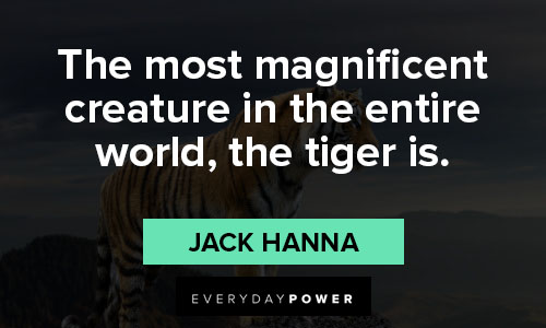 tiger quotes about the most magnificent creature in the entire world, the tiger is
