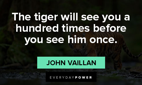 tiger quotes on seeing the tigher hundred times