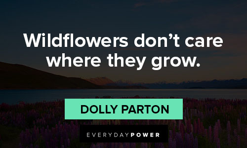wildflower quotes on wildflowers don’t care where they grow