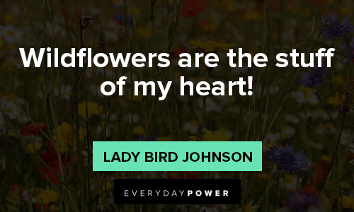 wildflower quotes on wildflowers are the stuff of my heart