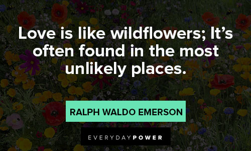 wildflower quotes about love is like wildflowers
