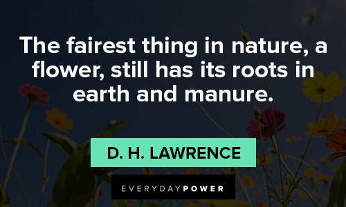 wildflower quotes about nature