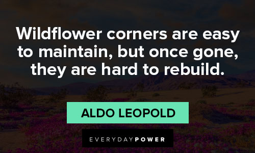 Other wildflower quotes