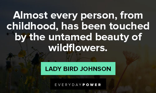 wildflower quotes on the untamed beauty of wildflower