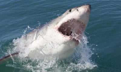 Shark Quotes About The Ocean Predator