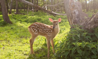 Bambi Quotes From the Classic Disney Movie