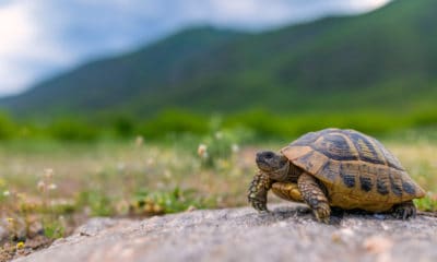 Turtle Quotes For Protection And Abundance
