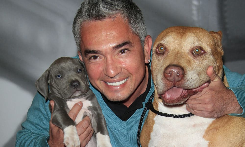 25 Cesar Millan Quotes from the Dog Whisperer