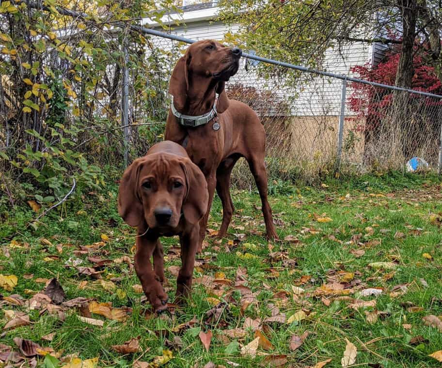 redbone coonhound where the red fern grows