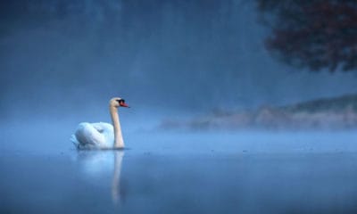 Majestic Swan Quotes For Spreading Your Wings