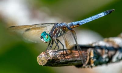 Dragonfly Quotes that are truly Inspirational