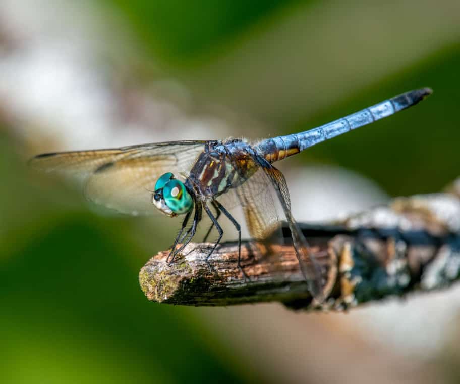 15+ Quotes With Dragonflies