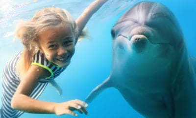 Dolphin Quotes to Inspire Your Playful Side
