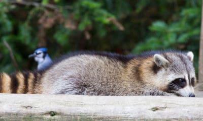 Racoon laying down with Bluejay in the backgroud, Regular Show characters