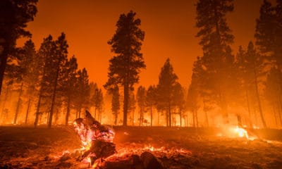 Wildfire Quotes: Igniting Wisdom & Reflection