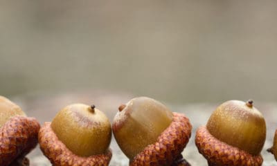 Acorn Quotes on the Small Nut with Big Potential