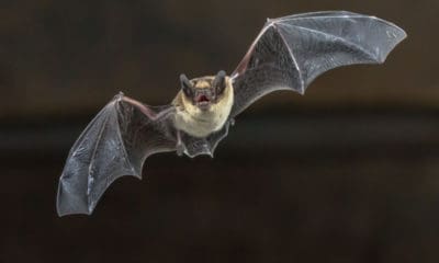 Bat flying through air