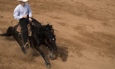 Buck Brannaman Quotes Honoring Equestrian Culture