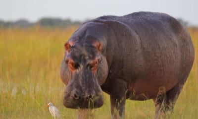 Hippo in a field next to a bird