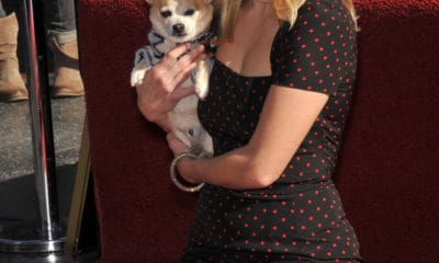 Reese Witherspoon Elle Woods kneeling on red carpet with Bruiser Woods