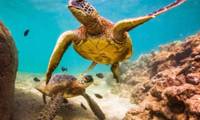 Sea Turtle Quotes to Inspire Tranquility & Ease