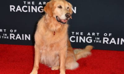 The Art of Racing in the Rain Quotes From the Heartwarming Story of a Man and His Dog