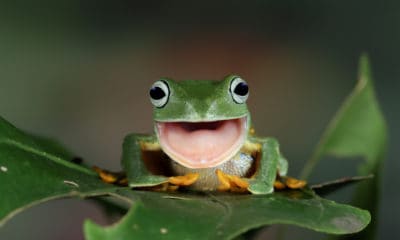 50 Frog Quotes from Nature's Hoppy Environmentalists